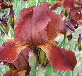 Kosatec 'Howward Weed' - Iris barbata-elatior 'Howward Weed'