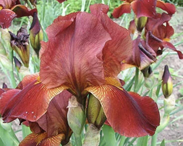 Kosatec 'Howward Weed'