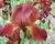 Kosatec 'Howward Weed'