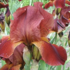 Iris barbata-elatior 'Howward Weed'.png