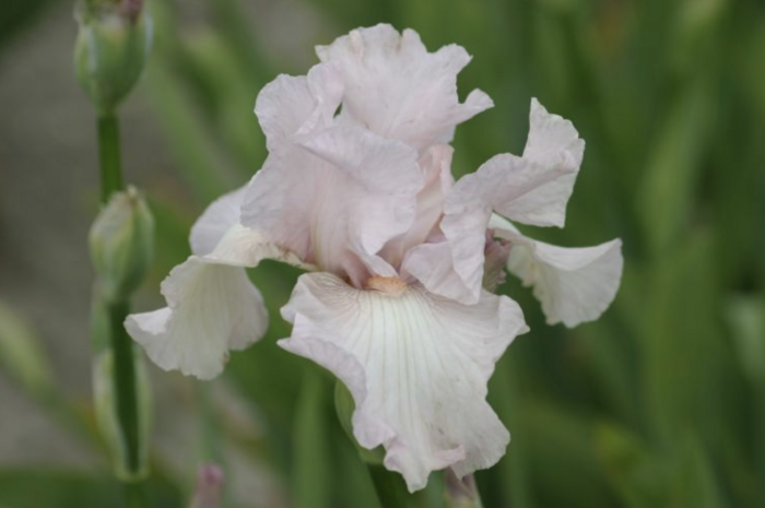Kosatec 'Cherished' - Iris barbata-elatior 'Cherished'