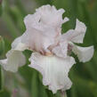 Kosatec 'Cherished' - Iris barbata-elatior 'Cherished'
