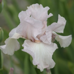 Kosatec 'Cherished' - Iris barbata-elatior 'Cherished'