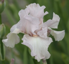 Kosatec 'Cherished' - Iris barbata-elatior 'Cherished'