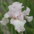Iris barbata-elatior 'Cherished'.png