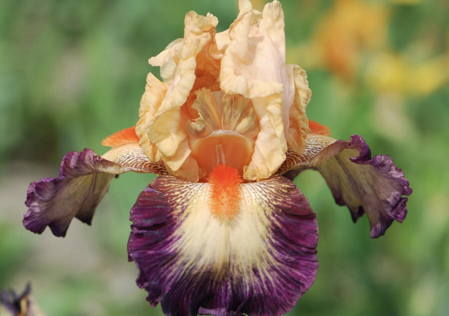 Kosatec 'Chevalier de Malte' - Iris barbata-elatior 'Chevalier de Malte'