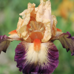 Kosatec 'Chevalier de Malte' - Iris barbata-elatior 'Chevalier de Malte'
