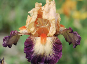 Kosatec 'Chevalier de Malte' - Iris barbata-elatior 'Chevalier de Malte'