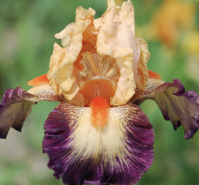 Kosatec 'Chevalier de Malte' - Iris barbata-elatior 'Chevalier de Malte'
