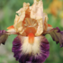 Iris barbata-elatior 'Chevalier de Malte'.png