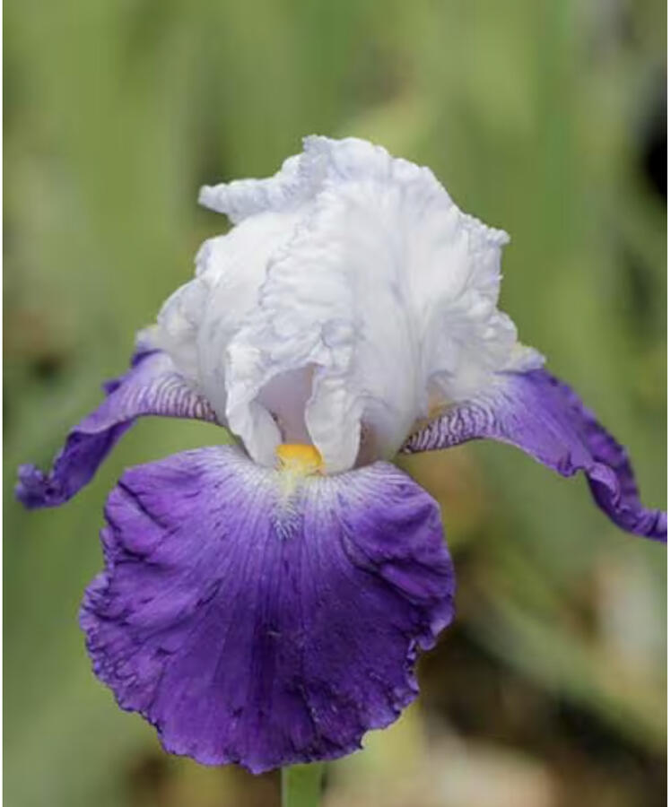 Kosatec 'Mission Ridge' - Iris barbata-elatior 'Mission Ridge'