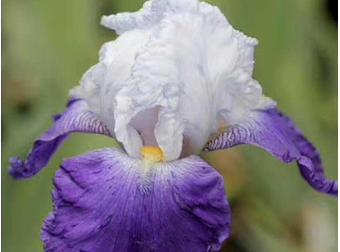 Kosatec 'Mission Ridge' - Iris barbata-elatior 'Mission Ridge'
