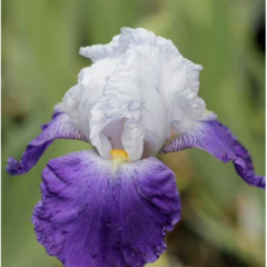 Kosatec 'Mission Ridge' - Iris barbata-elatior 'Mission Ridge'