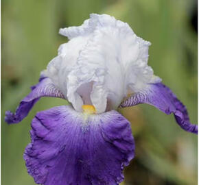 Kosatec 'Mission Ridge'