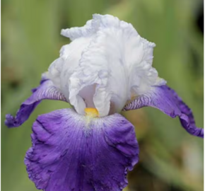 Kosatec 'Mission Ridge' - Iris barbata-elatior 'Mission Ridge'
