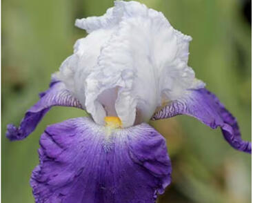 Kosatec 'Mission Ridge'