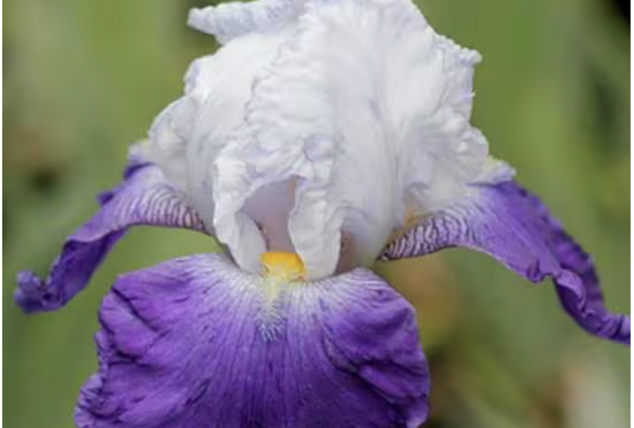 Kosatec 'Mission Ridge' - Iris barbata-elatior 'Mission Ridge'