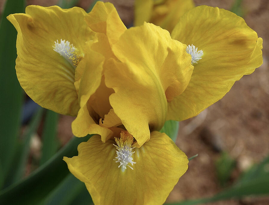 Kosatec nízký 'Cache of Gold' - Iris barbata-pumila 'Cache of Gold'
