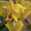 Kosatec nízký 'Cache of Gold' - Iris barbata-pumila 'Cache of Gold'