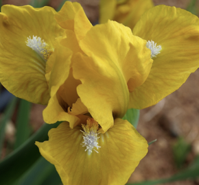 Kosatec nízký 'Cache of Gold' - Iris barbata-pumila 'Cache of Gold'