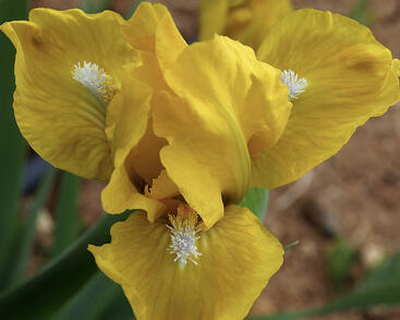 Kosatec nízký 'Cache of Gold'