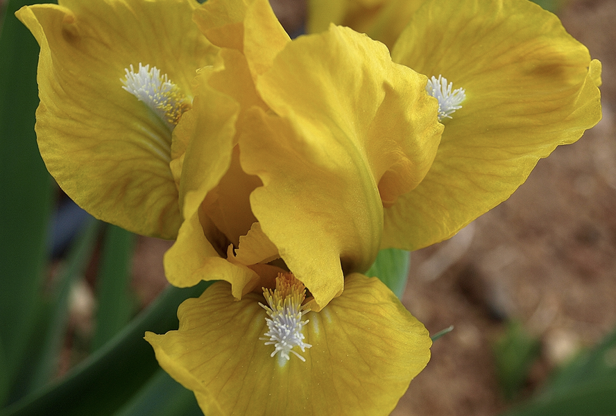 Kosatec nízký 'Cache of Gold' - Iris barbata-nana 'Cache of Gold'