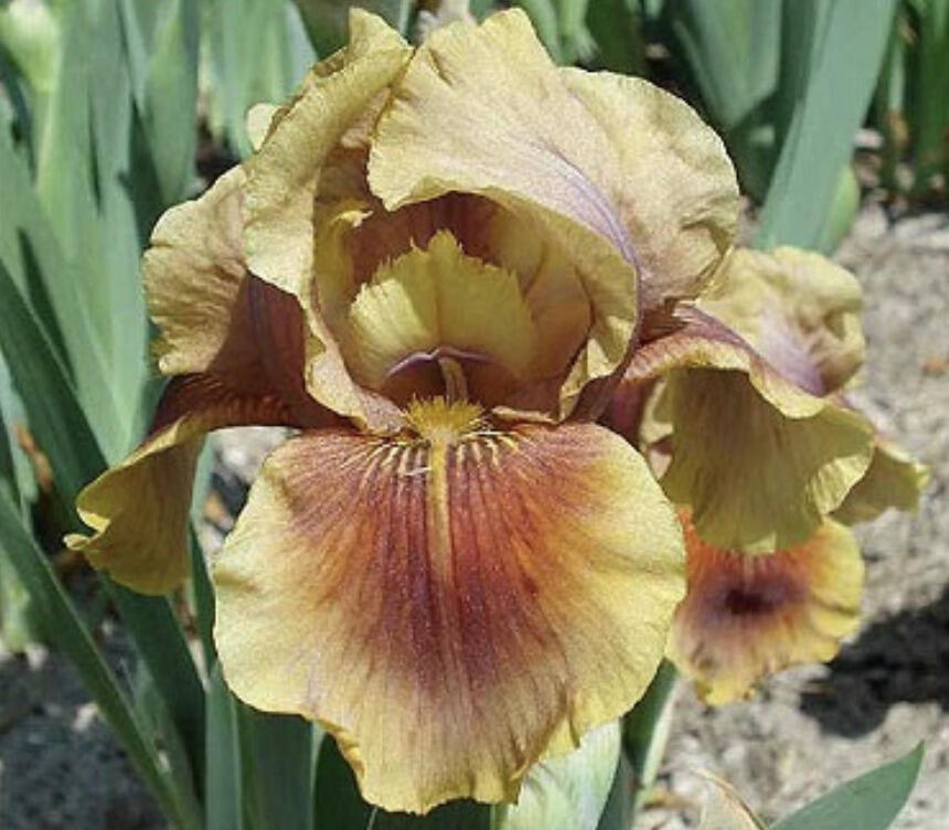 Kosatec 'Oklahoma Bandit' - Iris barbata-elatior 'Oklahoma Bandit'