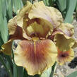 Kosatec 'Oklahoma Bandit' - Iris barbata-elatior 'Oklahoma Bandit'