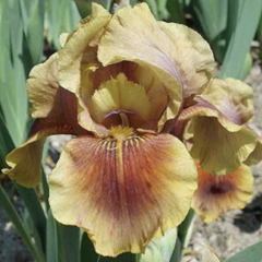 Kosatec 'Oklahoma Bandit' - Iris barbata-elatior 'Oklahoma Bandit'
