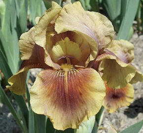 Kosatec 'Oklahoma Bandit'