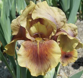 Kosatec 'Oklahoma Bandit' - Iris barbata-elatior 'Oklahoma Bandit'