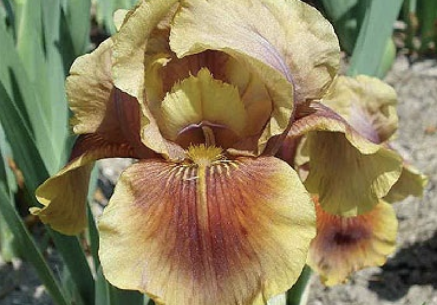 Kosatec 'Oklahoma Bandit' - Iris barbata-elatior 'Oklahoma Bandit'