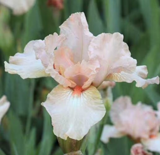 Kosatec 'Pink Empress' - Iris barbata-elatior 'Pink Empress'