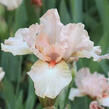 Kosatec 'Pink Empress' - Iris barbata-elatior 'Pink Empress'