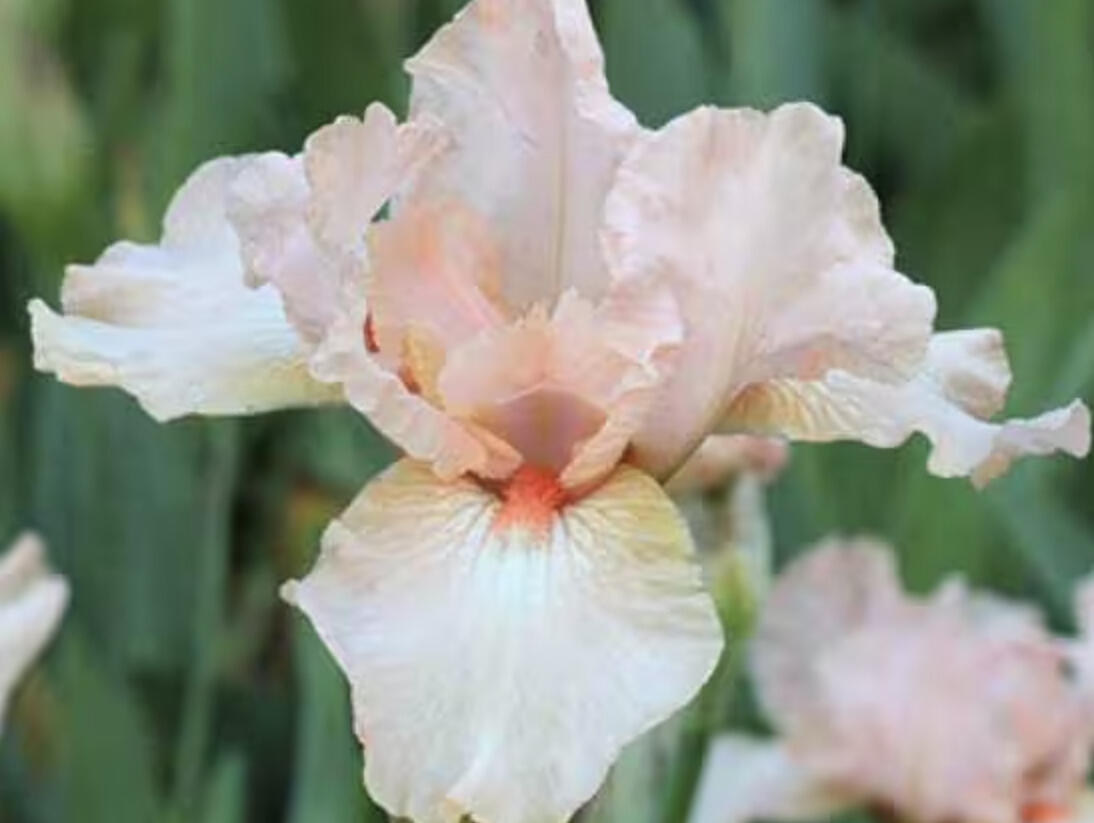 Kosatec 'Pink Empress' - Iris barbata-elatior 'Pink Empress'