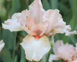 Kosatec 'Pink Empress'