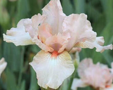 Kosatec 'Pink Empress'