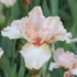 Iris barbata-elatior 'Pink Empress'.png