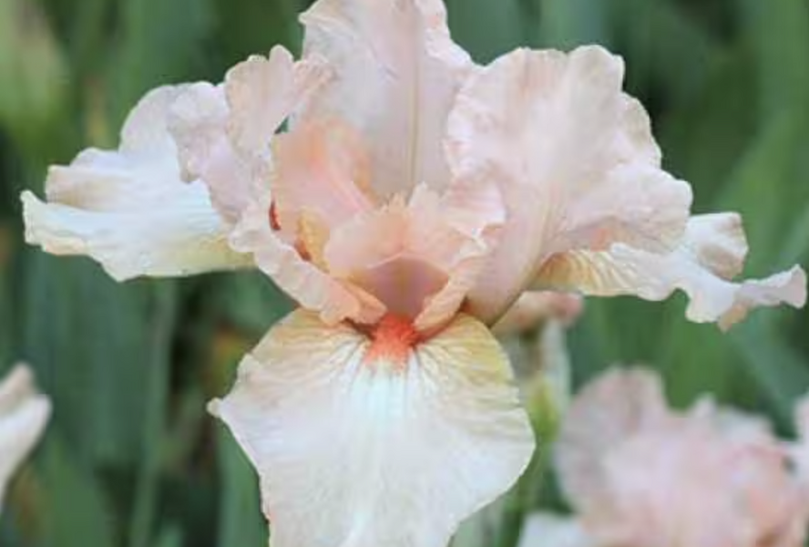 Kosatec 'Pink Empress' - Iris barbata-elatior 'Pink Empress'