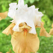 Kosatec 'Pumpkin Cheesecake' - Iris barbata-elatior 'Pumpkin Cheesecake'