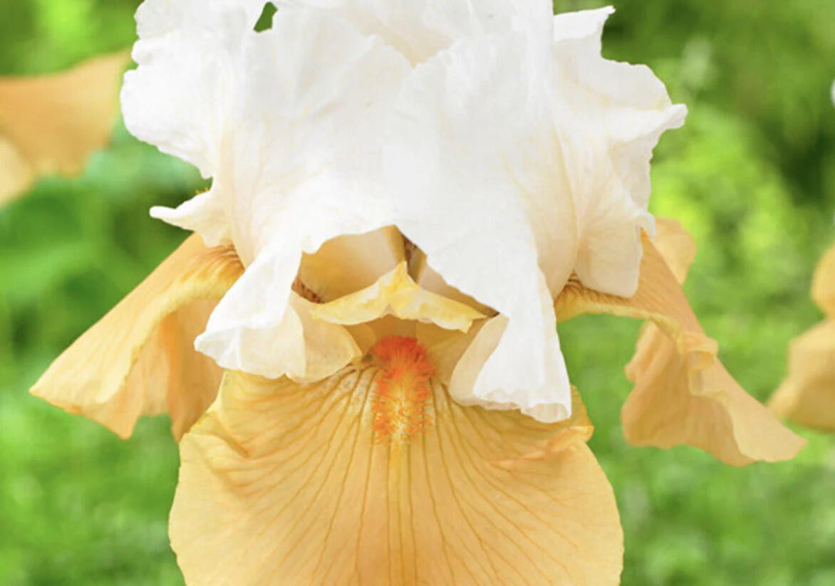 Kosatec německý 'Pumpkin Cheesecake' - Iris barbata-elatior 'Pumpkin Cheesecake'