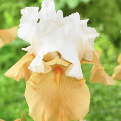 Kosatec 'Pumpkin Cheesecake' - Iris barbata-elatior 'Pumpkin Cheesecake'