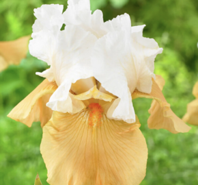 Kosatec 'Pumpkin Cheesecake' - Iris barbata-elatior 'Pumpkin Cheesecake'