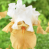 Iris barbata-elatior 'Pumpkin Cheesecake'.png