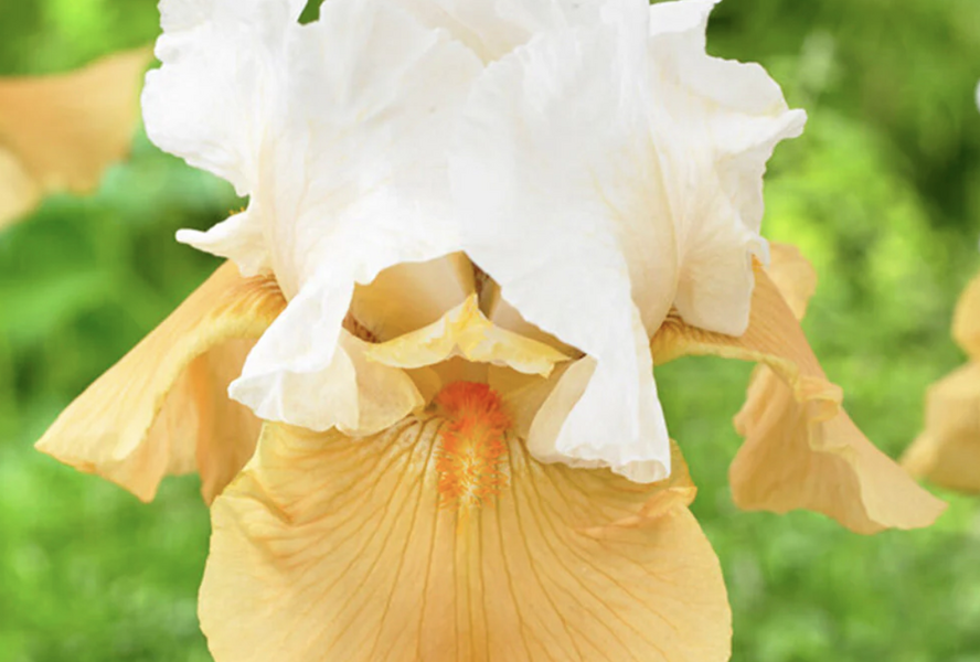Kosatec německý 'Pumpkin Cheesecake' - Iris barbata-elatior 'Pumpkin Cheesecake'