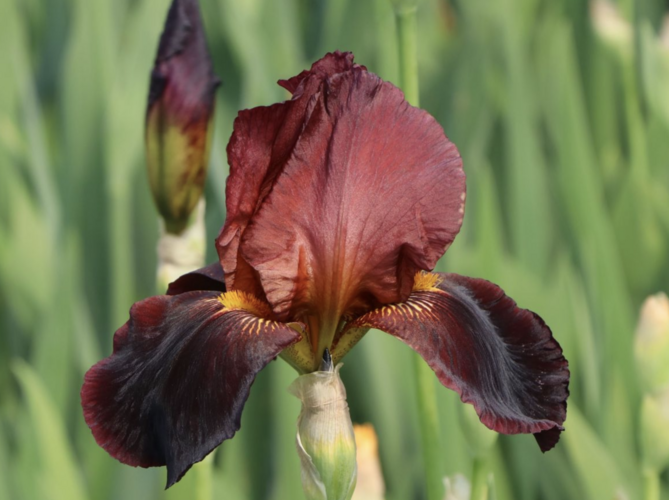 Kosatec 'Ruby Mine' - Iris barbata-elatior 'Ruby Mine'