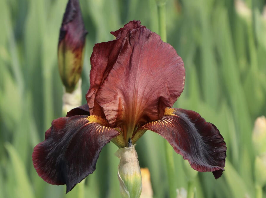 Kosatec 'Ruby Mine' - Iris barbata-elatior 'Ruby Mine'