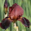 Kosatec 'Ruby Mine' - Iris barbata-elatior 'Ruby Mine'