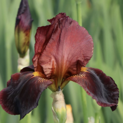 Kosatec 'Ruby Mine' - Iris barbata-elatior 'Ruby Mine'