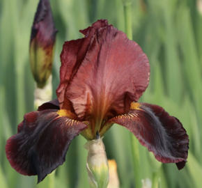Kosatec 'Ruby Mine' - Iris barbata-elatior 'Ruby Mine'